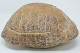 Inflated Fossil Tortoise (Stylemys) - South Dakota #197385-1